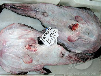 Monk fish for sale