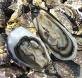 oysters