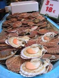  fresh  scallop