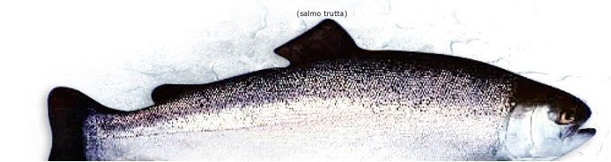 Fresh or  Frozen   TROUT 