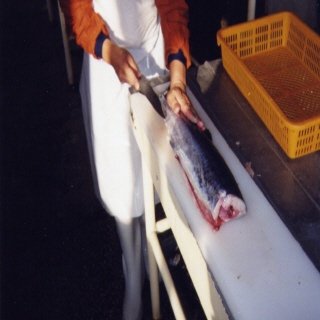 Fresh Fish Process2