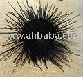Frozen sea urchin