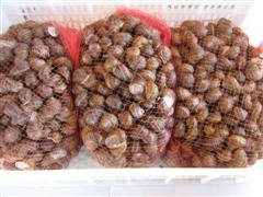  Escargot s,  Snail  fresh alive