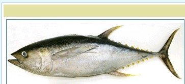 YELLOWFIN TUNA