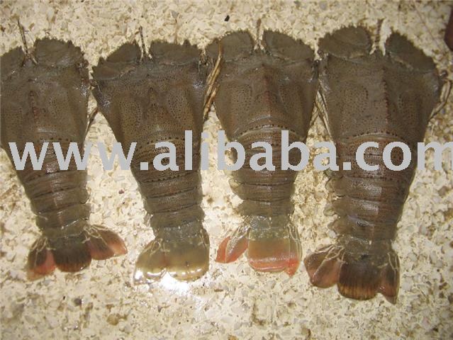 Slipper Lobster