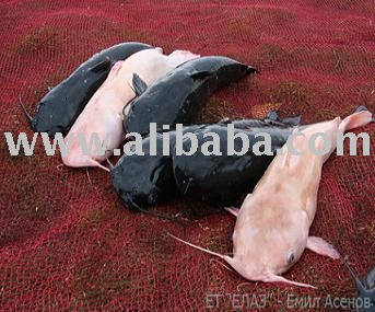 American (channel) catfish