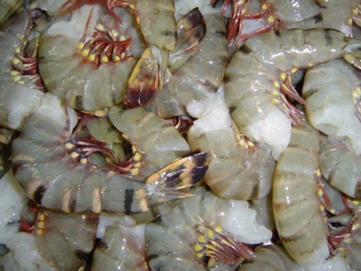 Black Tiger PDTO raw shrimp