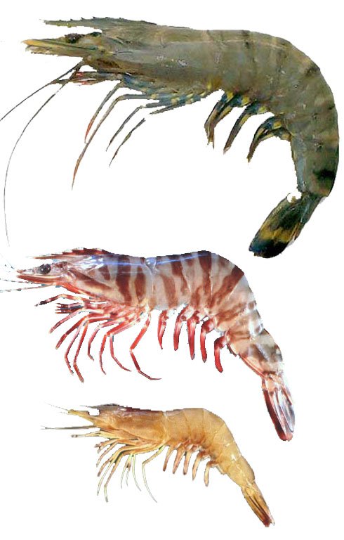Sea Tiger, Black Tiger, Vennami (White)