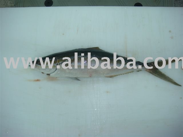 Fresh & Chilled Rainbow Runner