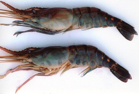 Fresh Water EZP  IQF   raw   shrimp 