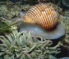 cod tails