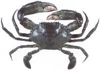 Mud crab