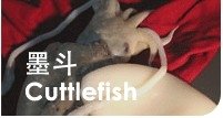 cuttlefish