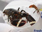 2 live lobsters