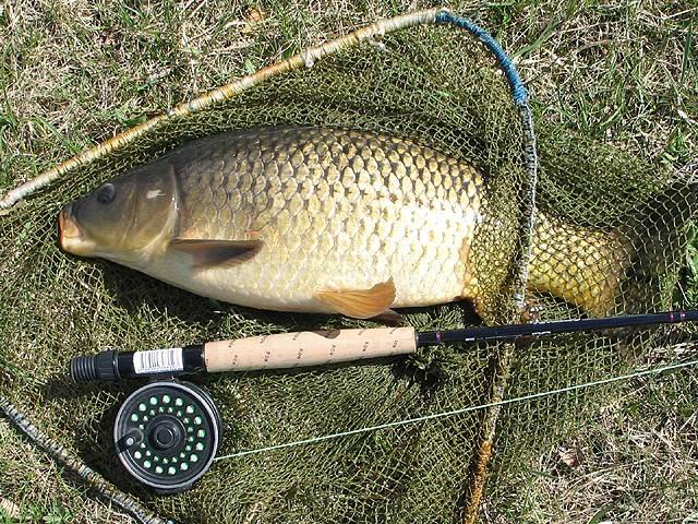 Carp