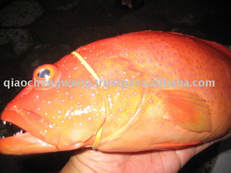 Red Grouper Tungsing
