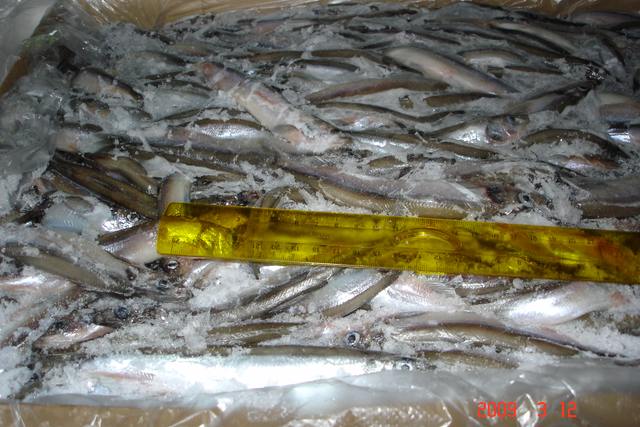 Fresh Frozen Capelin