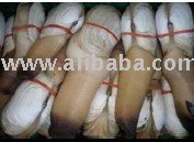 Cold Water  Geoduck  Clam, Washington/Canada
