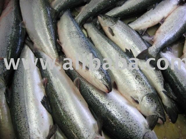 fresh salmon by air