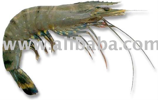 prawn  fish 