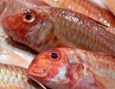 Red Mullet for sale