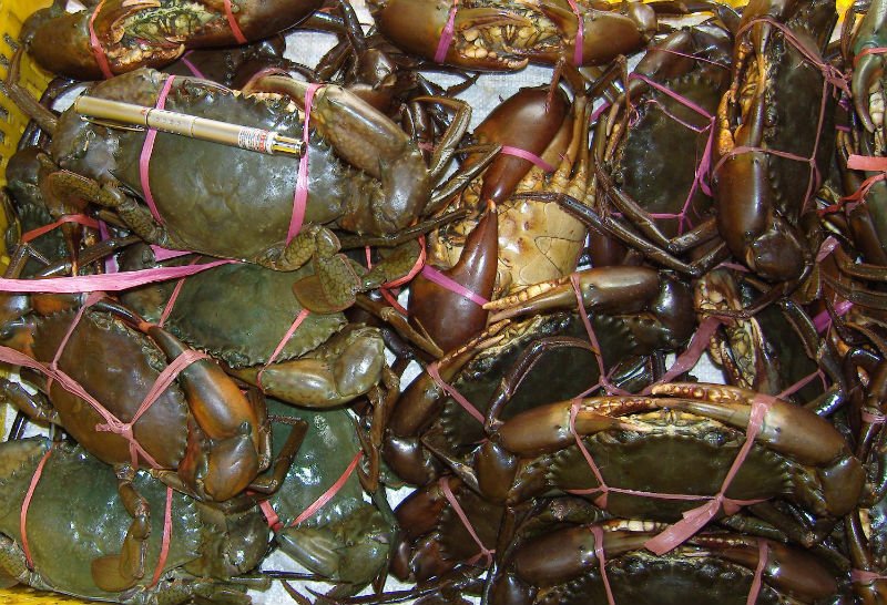 Live Mud Crab