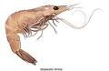 shrimp