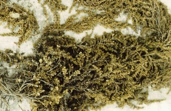  SEAWEED  -  SARGASSUM  - SORGASSUM - COTONII