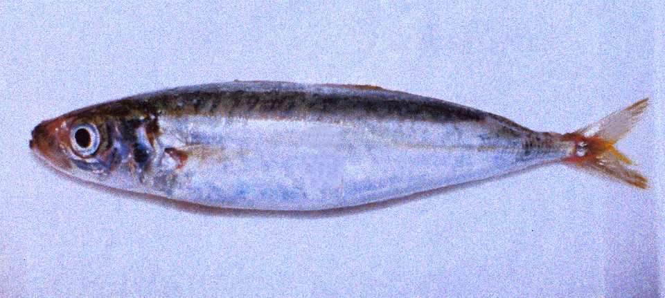 Frozen Round Scad