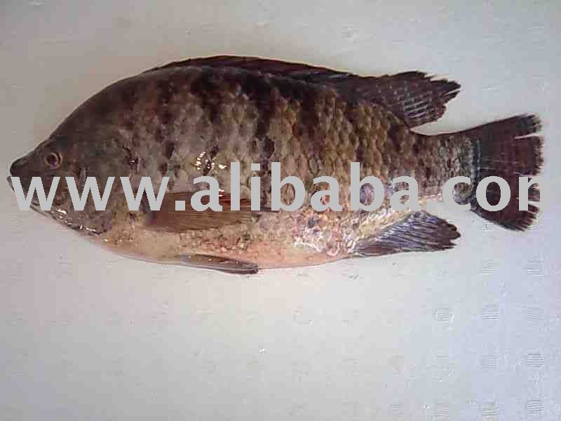 FROZEN TILAPIA, WHOLE