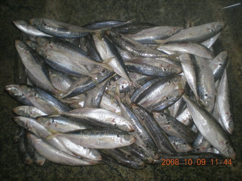 Big eyes / Small eyes horse mackerel