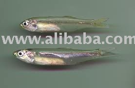 Anchovy