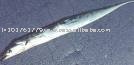ribbon fish