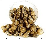 seafood : Shellfish