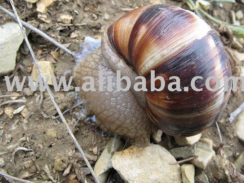/FRESH WATER SNAIL/ESCARGOT/POMACEA CANICULATA/HELIX POMATIAL