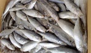 Frozen horse mackerel for sale