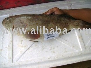 Greasy Grouper