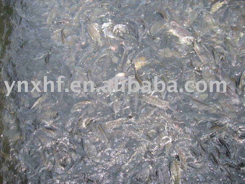 tilapia