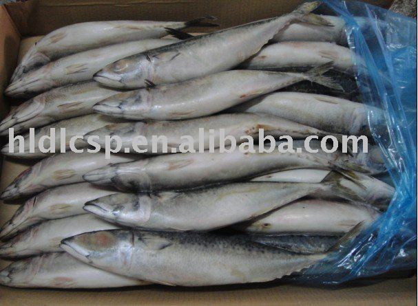 FROZEN  FISH 