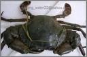 live mud crabs