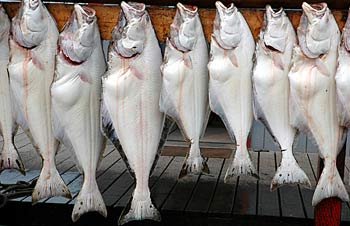 FRESH  FROZEN   HALIBUT   FISH 