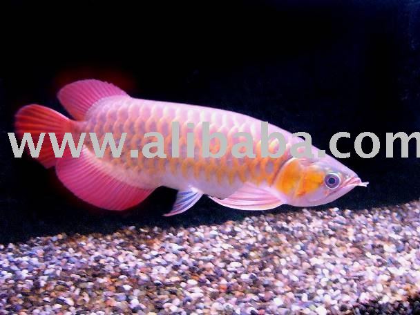 Super Red Arowana Fish