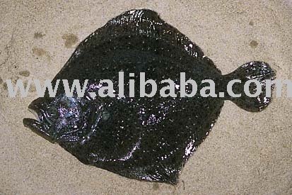 fresh ukraine turbot