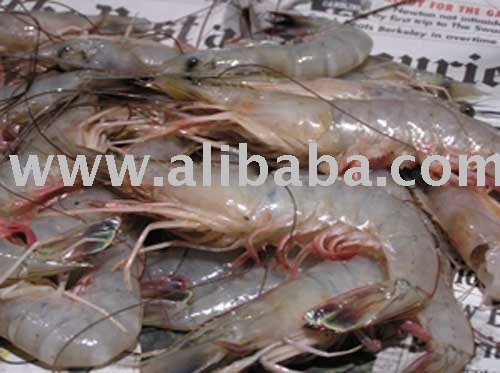 Export black Tiger Shrimp From Vietnam