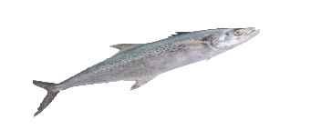 FISH--Indo-Pacific King Mackerel