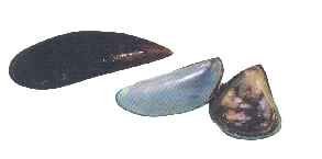 Green Mussel