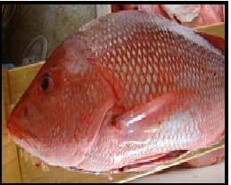 Florida G.A.R Snapper