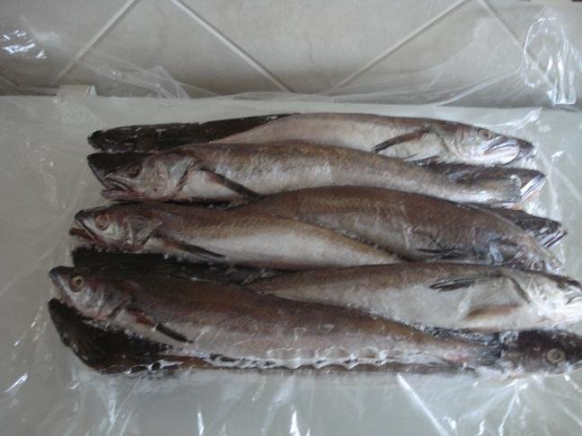 Hake