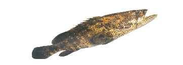 FISH--Malabar  Reef   Cod 