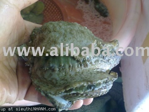 Fresh live Abalone , size up to 200gr / each